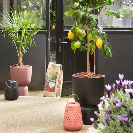 Elho Bloempot Pure Coupe Ø35cm Rosy Bruin