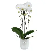 Elho Bloempot Vibes Fold Orchidee Transparant Ø12,5cm