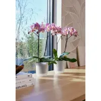 Elho Bloempot Vibes Fold Orchidee Transparant Ø12,5cm