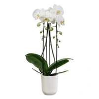 Elho Bloempot Vibes Fold Orchidee Zijdewit Ø12,5cm