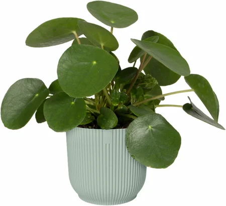 Elho Bloempot Vibes Fold Sorbet Groen Ø14cm