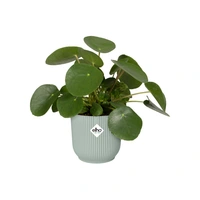 Elho Bloempot Vibes Fold Sorbet Groen Ø7cm