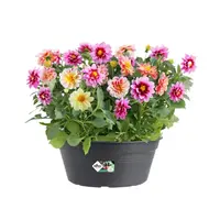 Elho Green Basics Plantenschaal Zwart Ø27cm