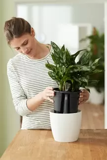 Self watering pot