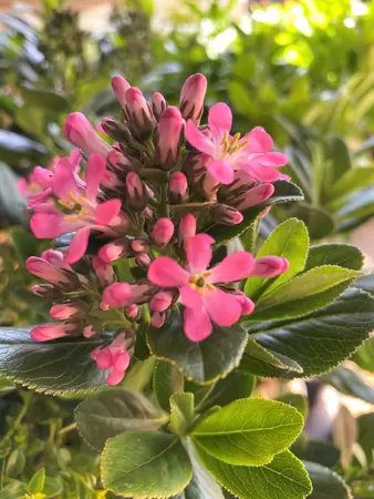 Escallonia bloei Pink Elle