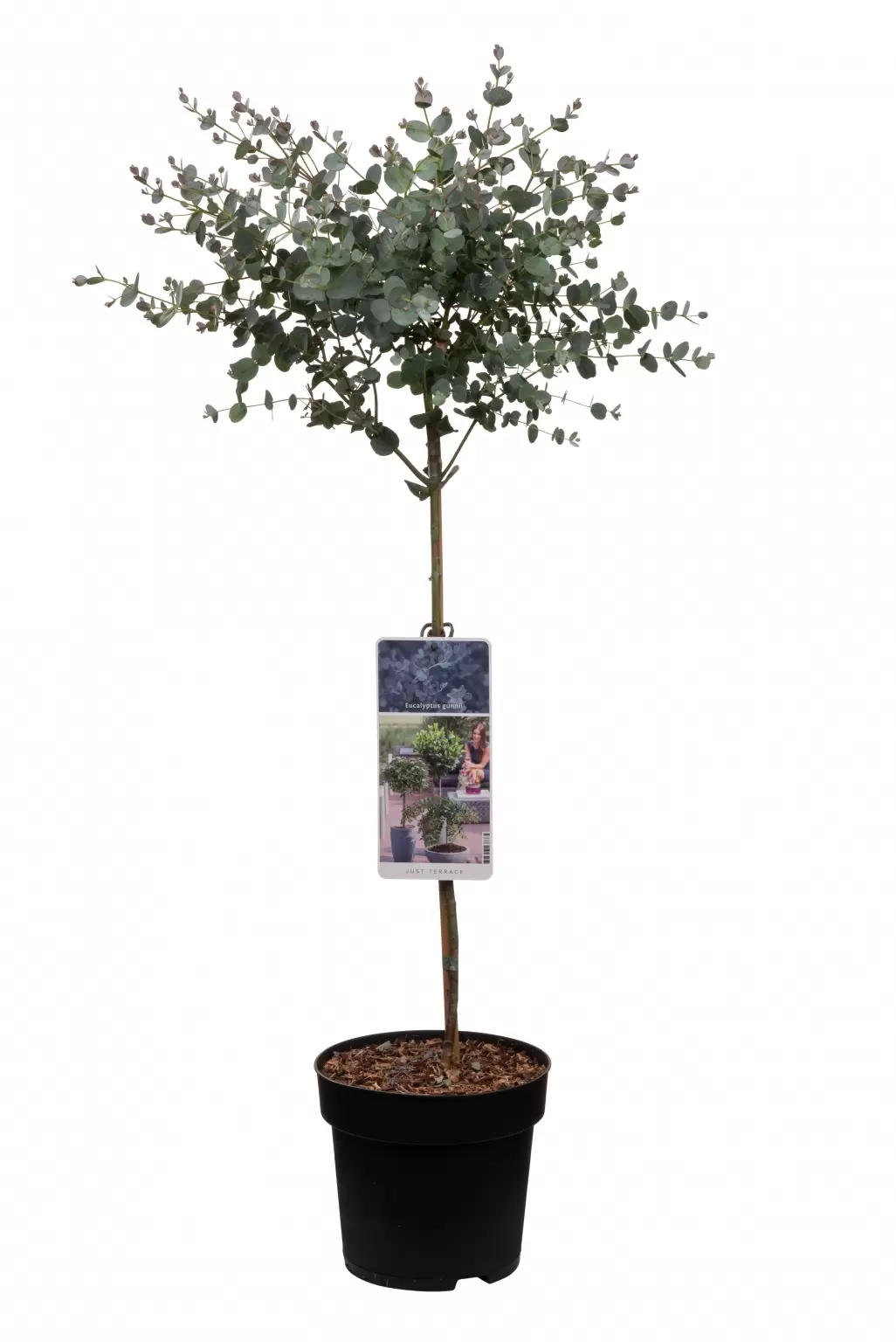 beweging bezig Handboek Eucalyptus Gunni kopen? 85cm | Cidergomboom | Tuincollectie.nl -  Tuincollectie.nl