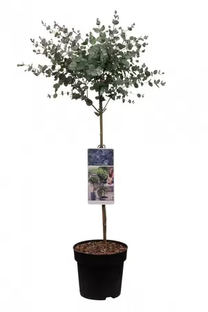 Eucalyptus Gunnii op stam