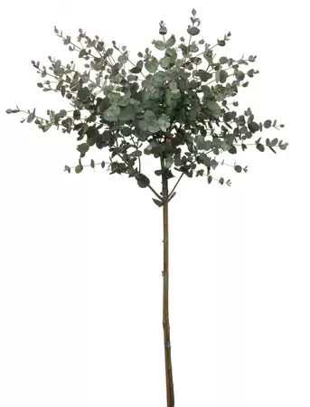 Eucalyptus boompje 85cm