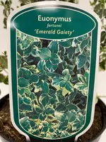 Euonymus fortunei Emerald Gaiety