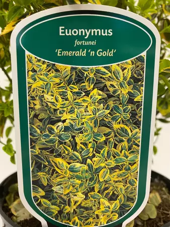 Euonymus fortunei Emerald 'n Gold