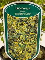 Euonymus fortunei Emerald 'n Gold