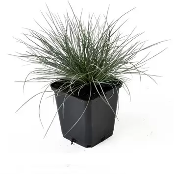 Festuca glauca Zwergenkoning 6-pack