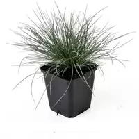 Festuca glauca Zwergenkoning 6-pack