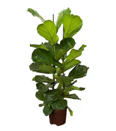 Ficus Lyrata 120cm - 2 per pot