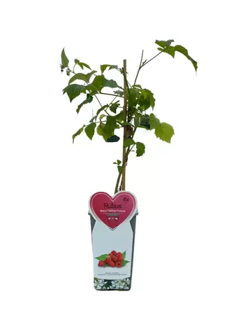 Framboos - Rubus Malling Promise H.50-60cm