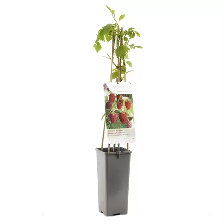 Framboos - Rubus Malling Promise H.60cm