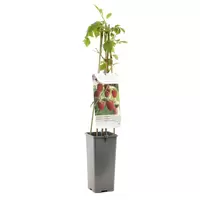 Framboos - Rubus Malling Promise H.60cm