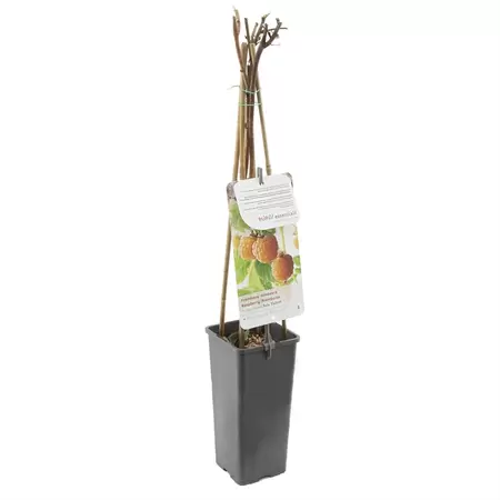 Framboos - Rubus id. Solu Yellow H.60cm