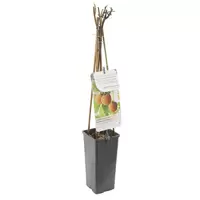 Framboos - Rubus id. Solu Yellow H.60cm