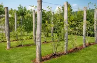 Fruitplanten