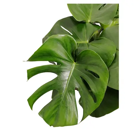Gatenplant - Monstera 50cm