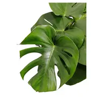 Gatenplant - Monstera 50cm