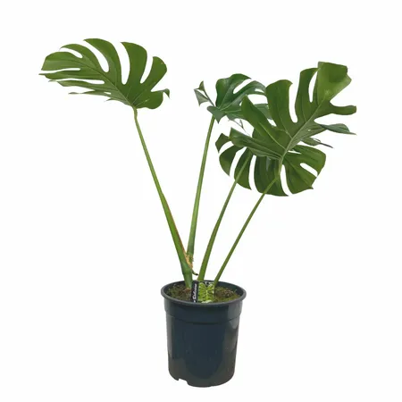 Gatenplant - Monstera Deliciosa 90cm