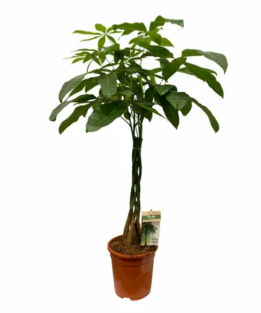 Geldboom - Pachira aquatica 90cm