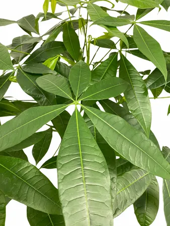 Geldboom - Pachira aquatica 90cm