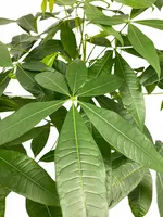 Geldboom - Pachira aquatica 90cm