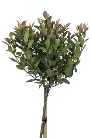 Photinia fraseri Chico