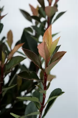 Photinia fraseri Chico