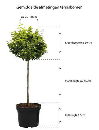 Afmetingen Terrasboompje