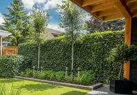 Haagplanten