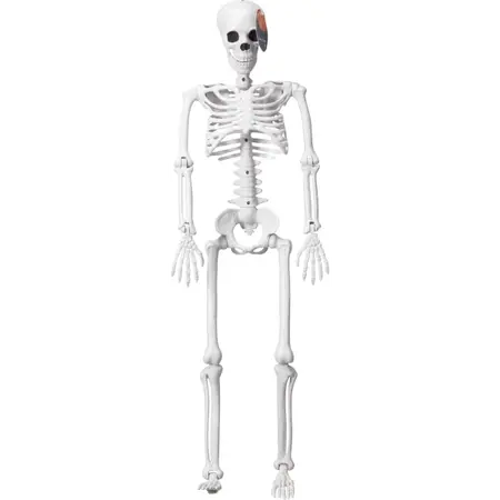 Halloween Skelet Kunststof Wit 90cm