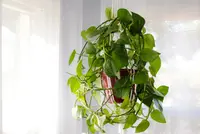 Hangplanten