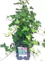 Hedera Helix Hibernica 6-pack.