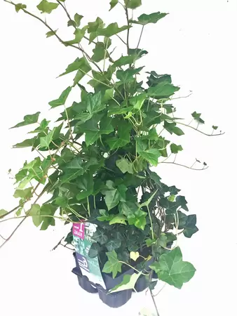 Hedera Helix Hibernica 6-pack.