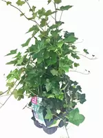 Hedera Helix Hibernica 6-pack.