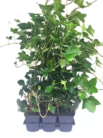 Hedera Helix Hibernica 6-pack.