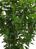 Hibiscus syriacus ‘Hamabo’ op stam 85cm