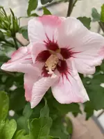 Tuinhibiscus Boompje Roze-Rood