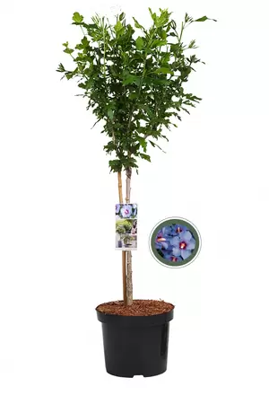Altheastruik blauw - Hibiscus Oiseau Bleu