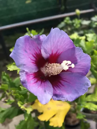 Hibiscus syriacus ‘Oiseau Bleu’ op stam