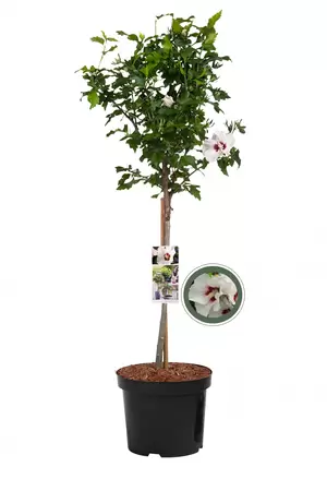 Altheastruik wit - Hibiscus Red Heart
