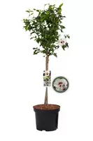 Altheastruik wit - Hibiscus Red Heart