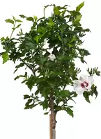 Altheastruik wit