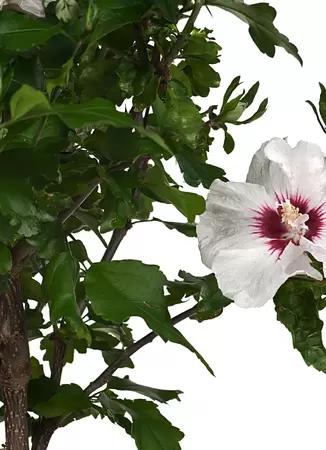 Altheastruik wit Hibiscus Red Heart