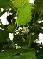 Hibiscus Syriacus White Chiffon op stam