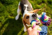 Honden speeltjes
